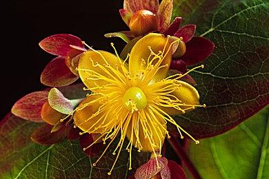 《FROGUE》登陆PC平台 回合制肉鸽动作游戏